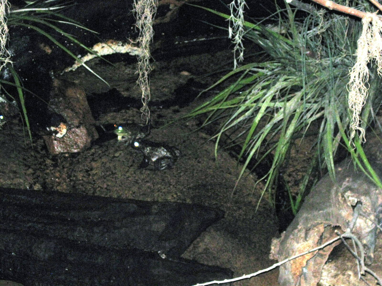 Kingdoms of the Night-Bullfrogs