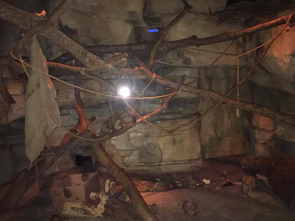 Kingdoms of the Night- Bushbaby