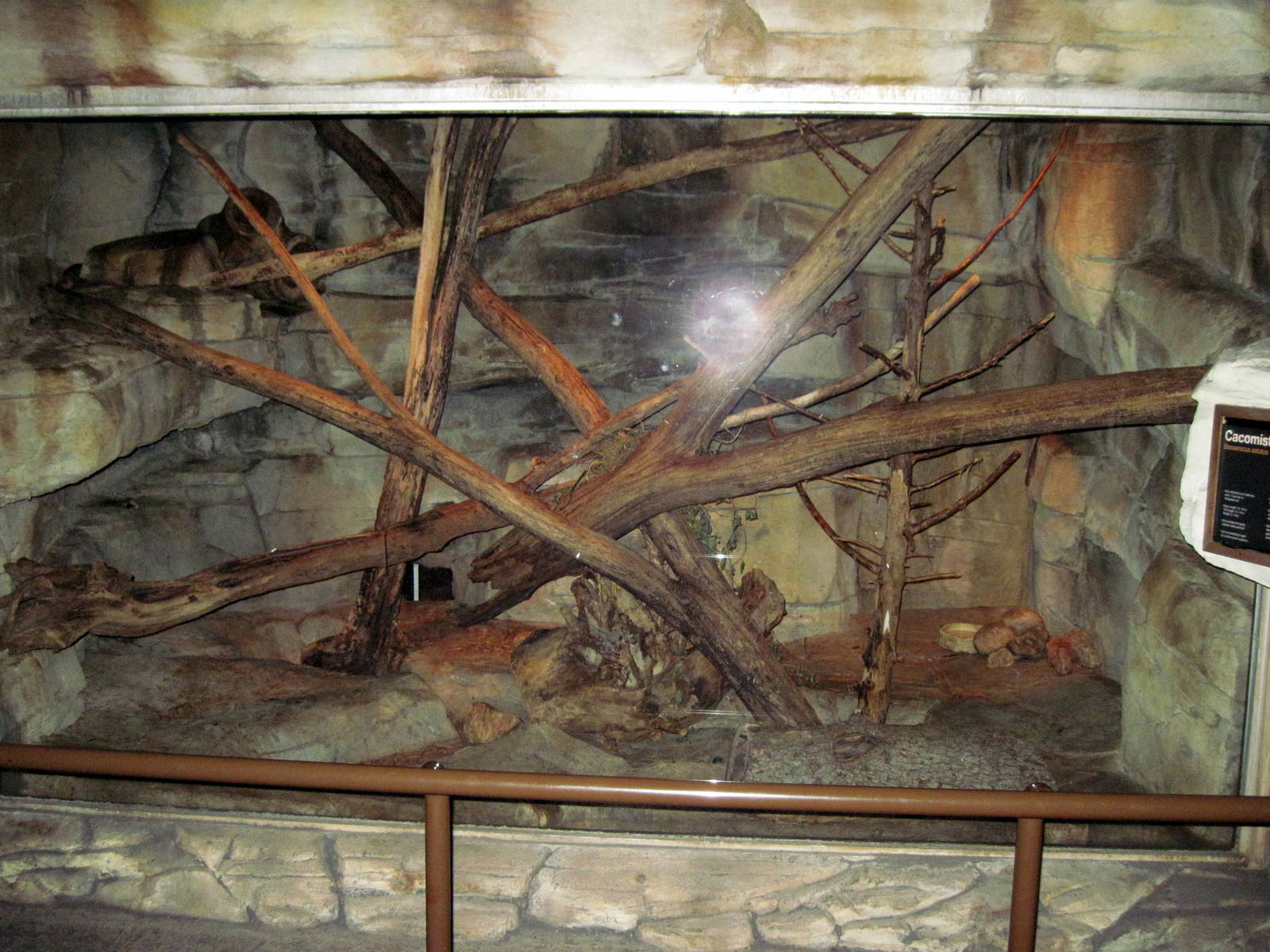 Kingdoms of the Night-Cacomistle Exhibit