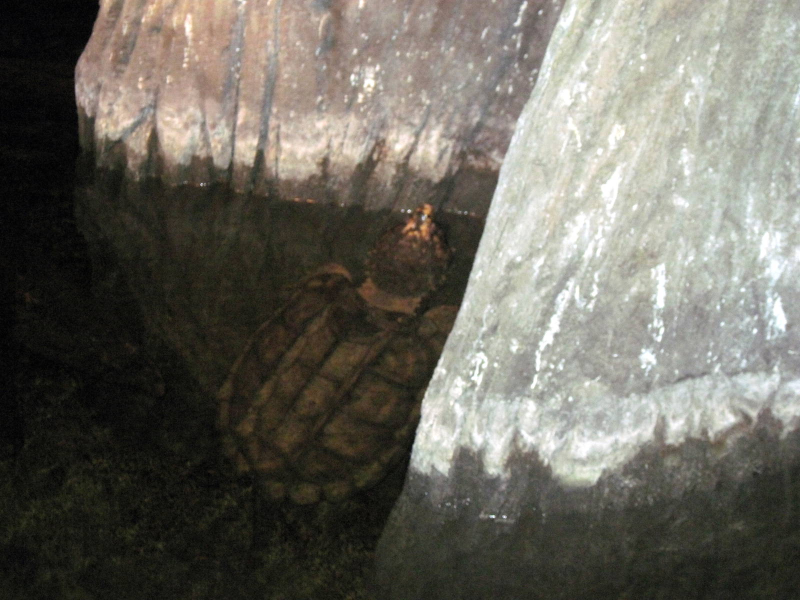 Kingdoms of the Night-Common Snapping Turtle