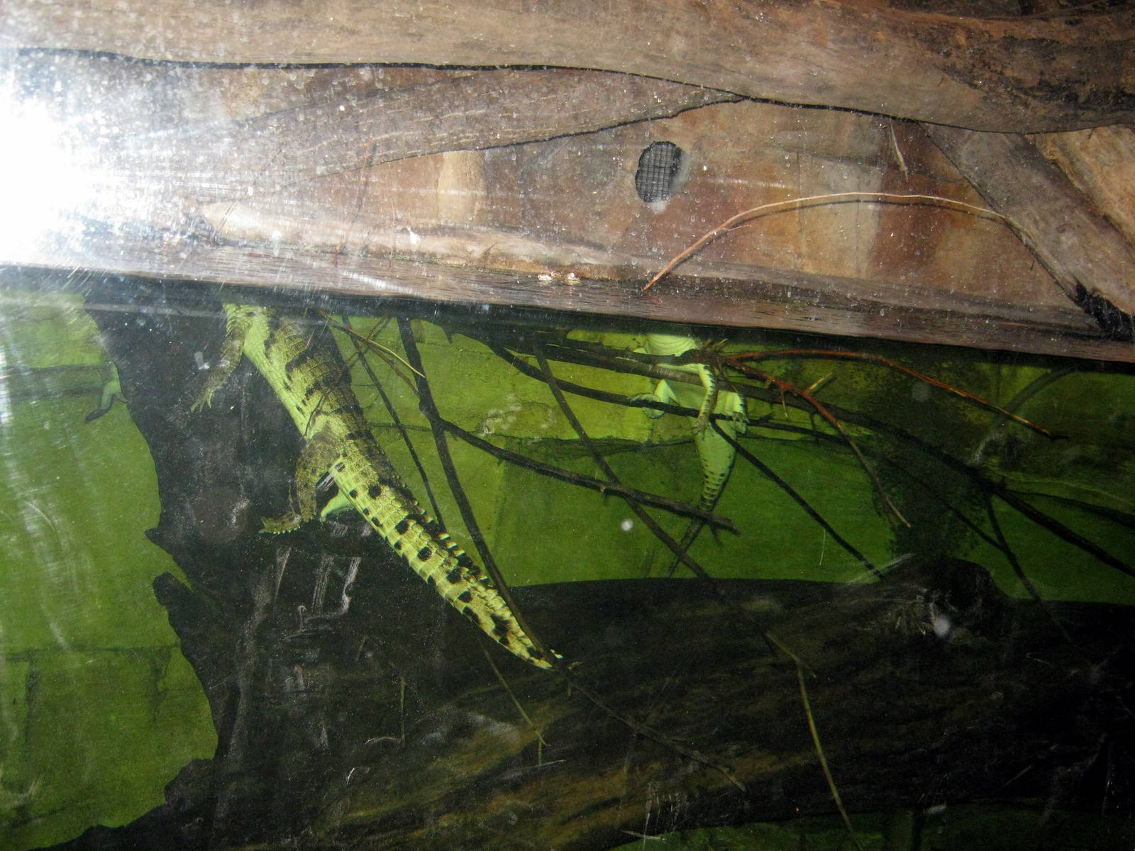 Kingdoms of the Night-Crocodile