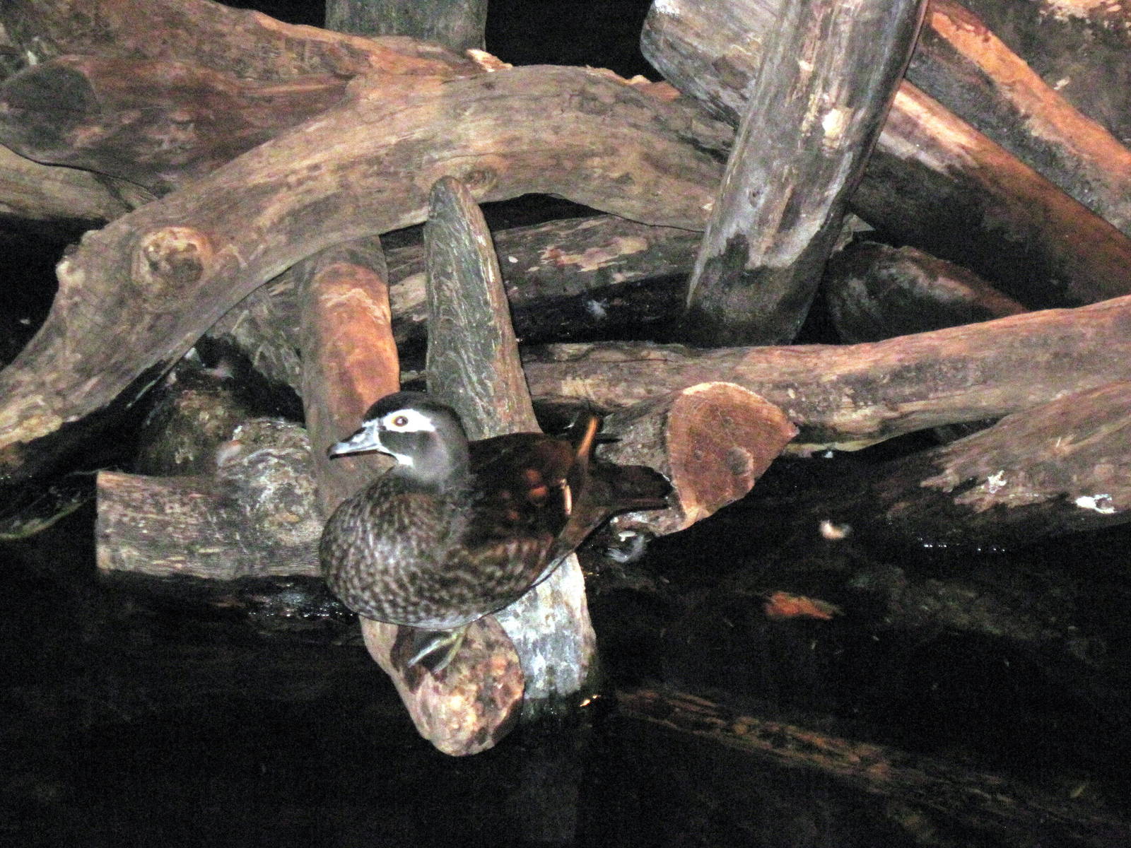 Kingdoms of the Night-Duck