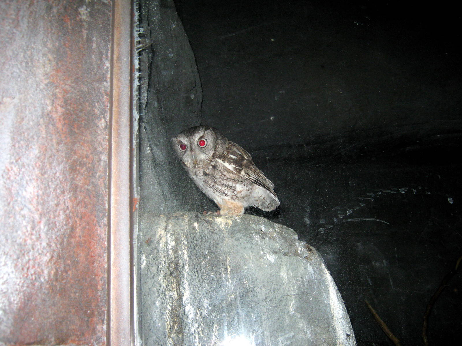 Kingdoms of the Night-?Eastern Screech Owl