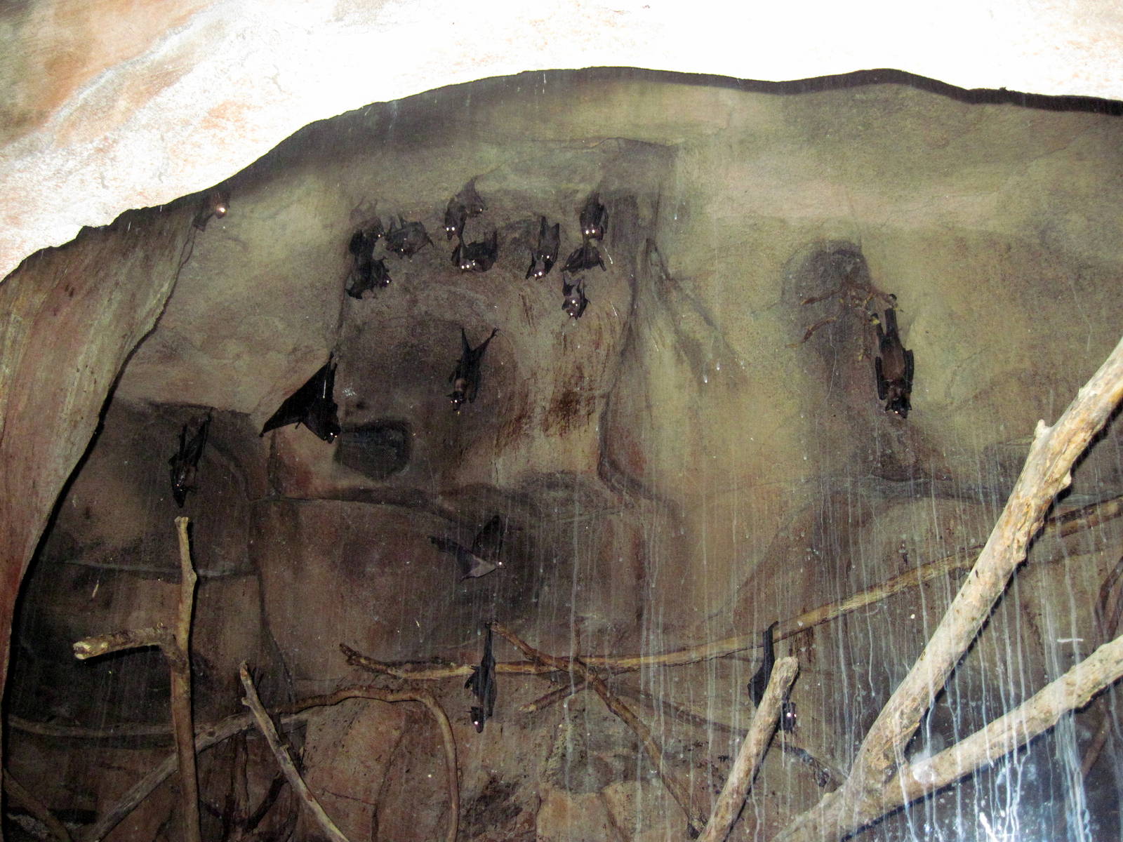 Kingdoms of the Night-Egyptian Fruit Bats