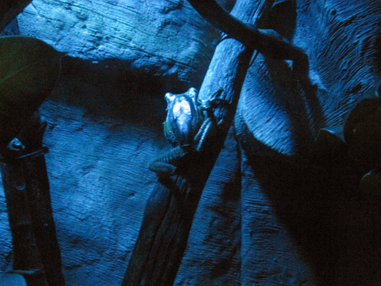 Kingdoms of the Night-File-eared Tree Frog