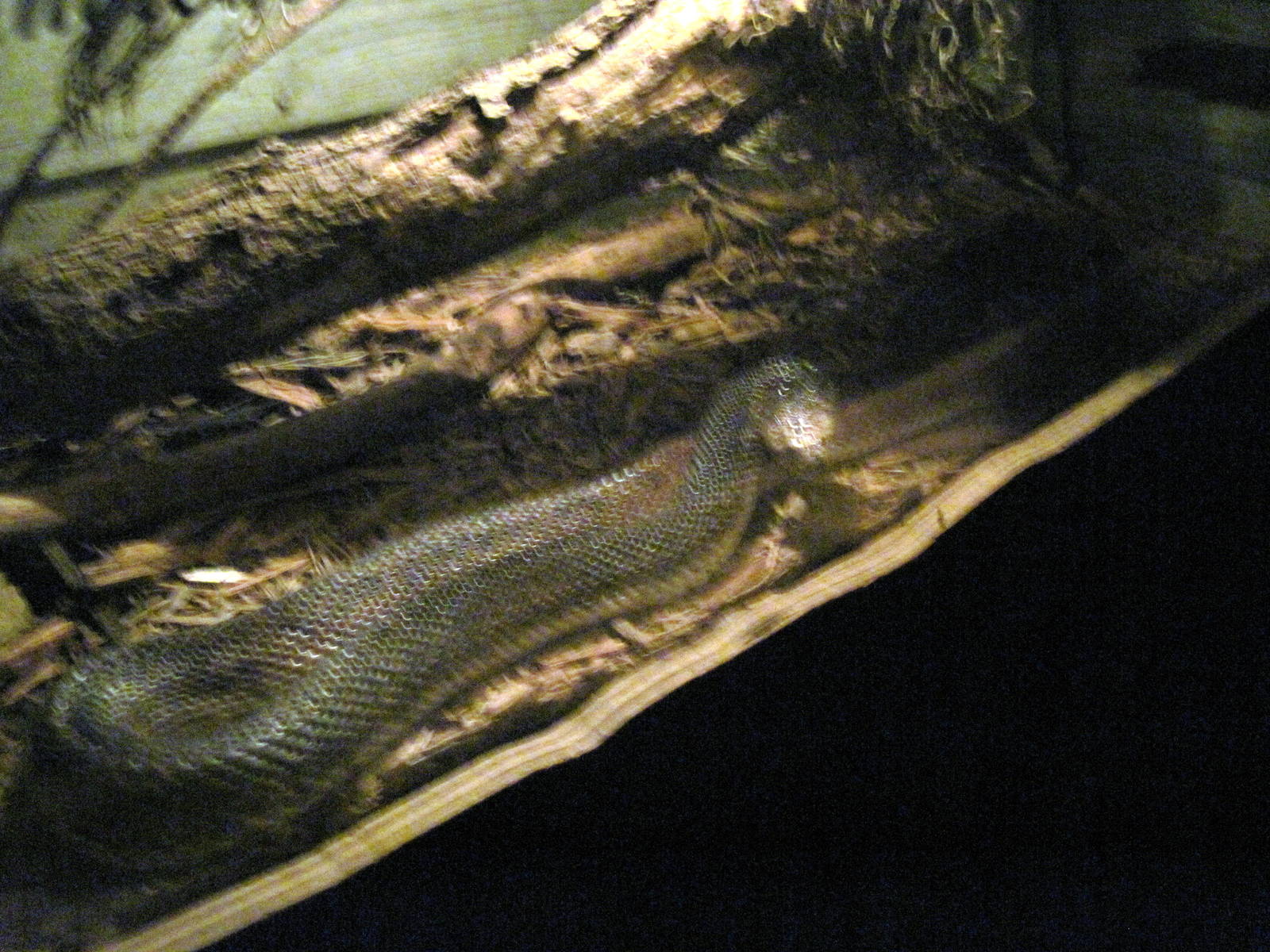 Kingdoms of the Night-Florida Pine Snake