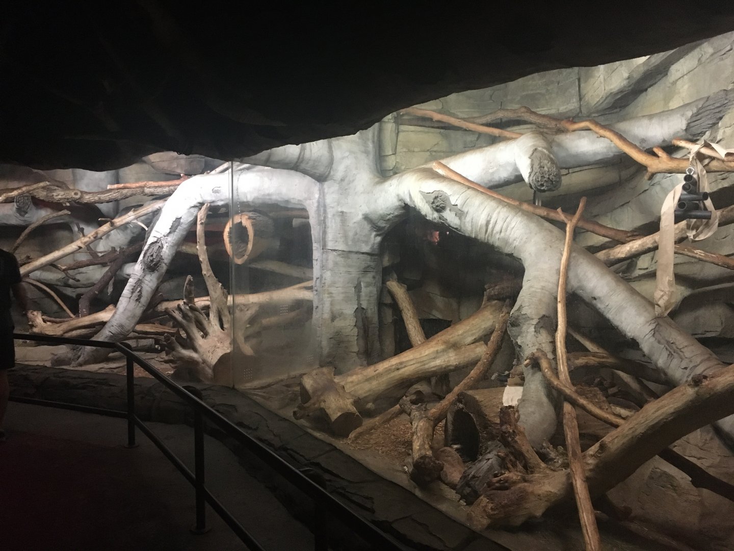 Kingdoms of the Night - Fossa Exhibit - Lights On