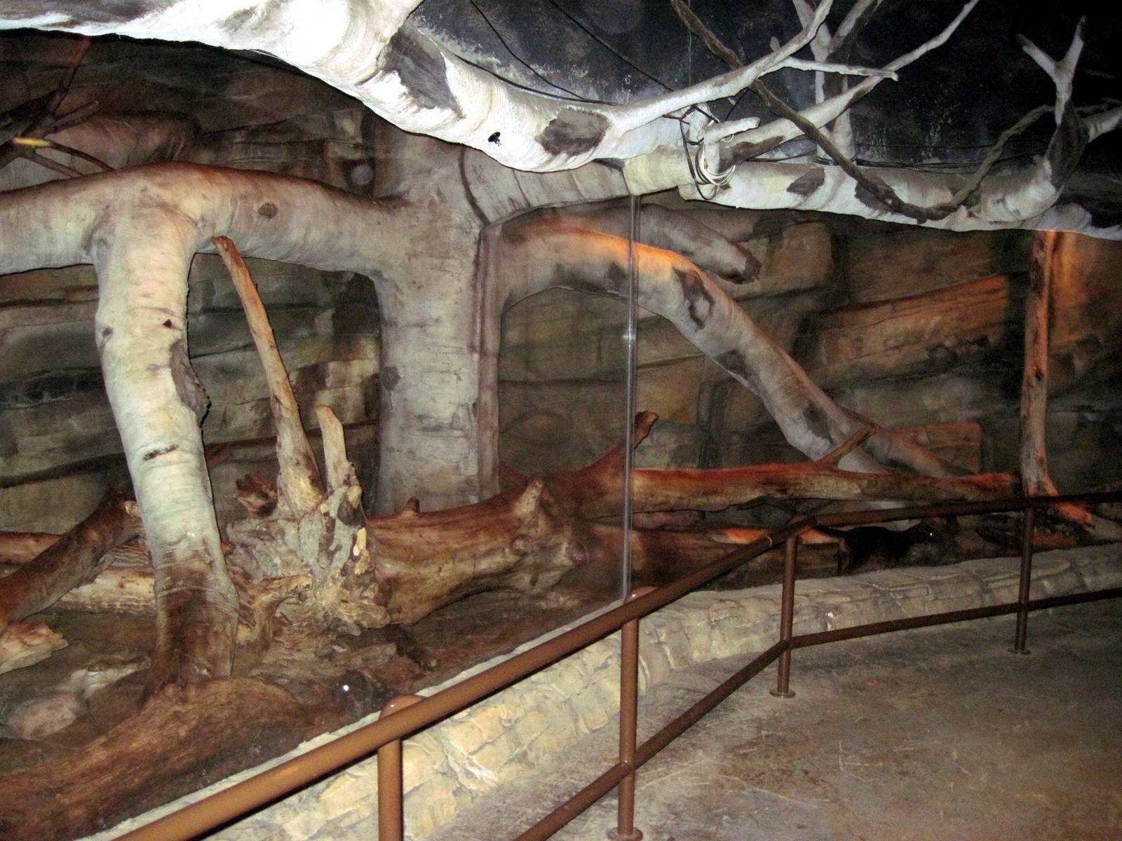 Kingdoms of the Night-Fossa Exhibit