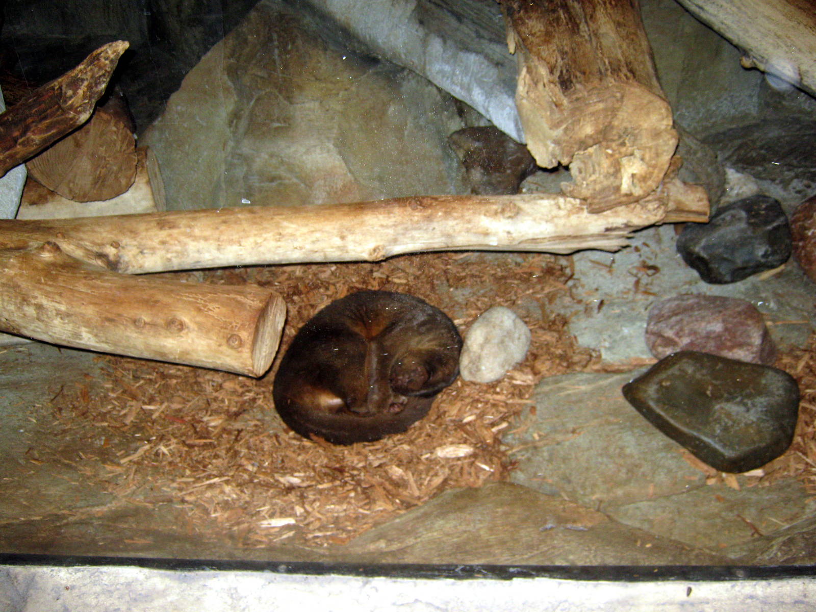 Kingdoms of the Night-Fossa