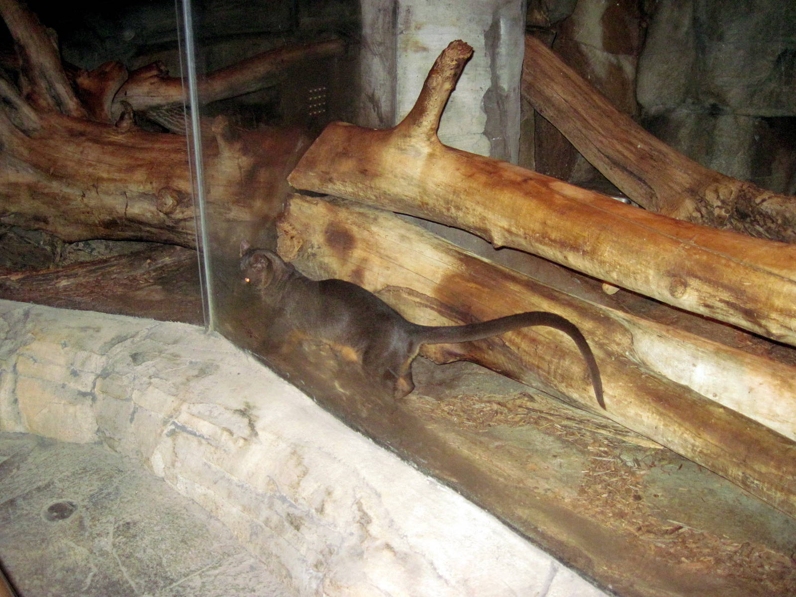 Kingdoms of the Night-Fossa