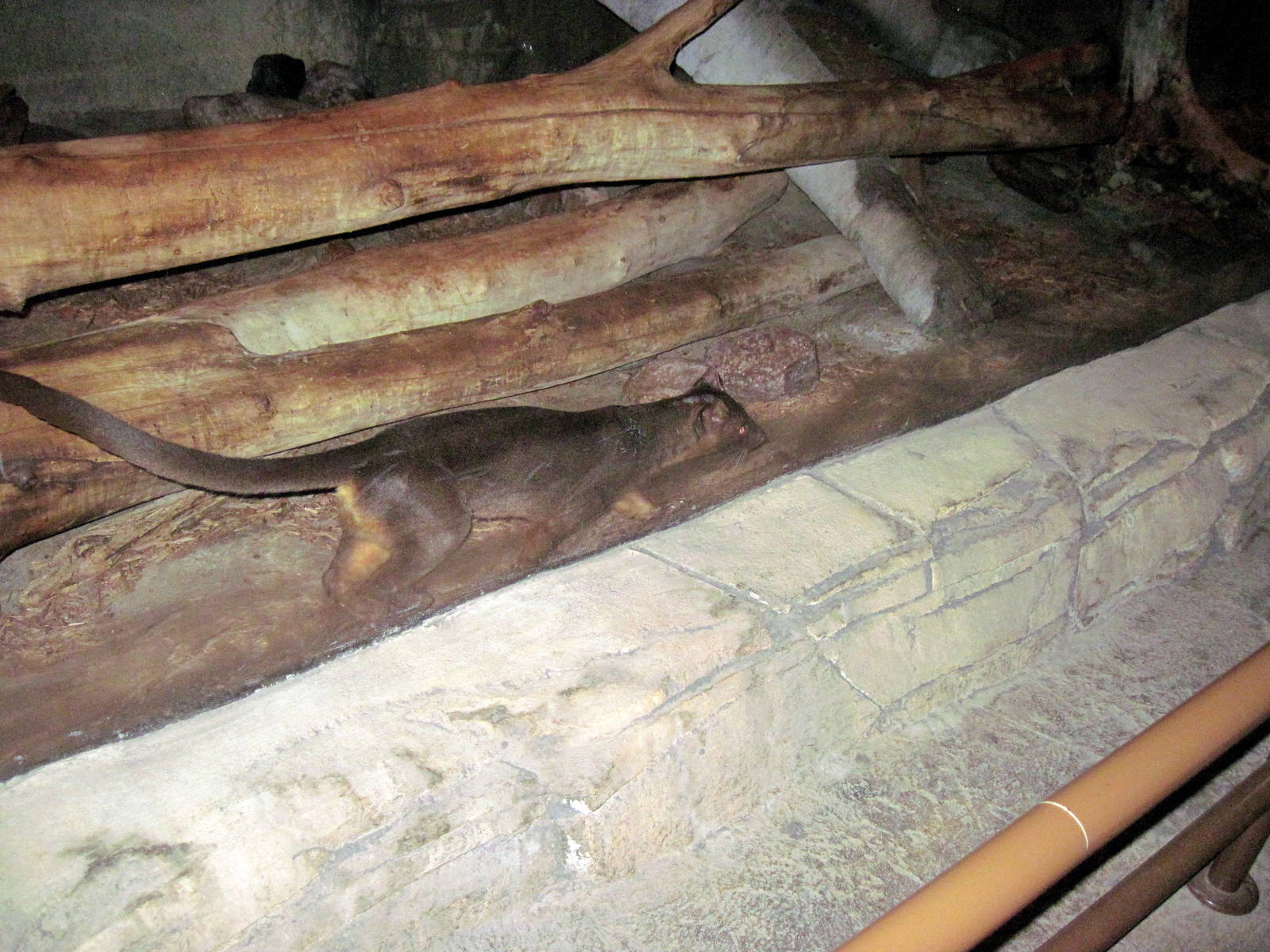 Kingdoms of the Night-Fossa