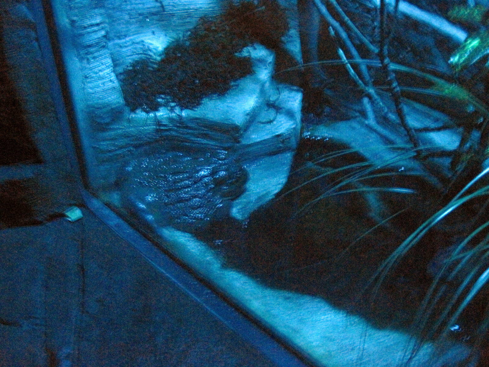 Kingdoms of the Night-Giant African Bullfrog