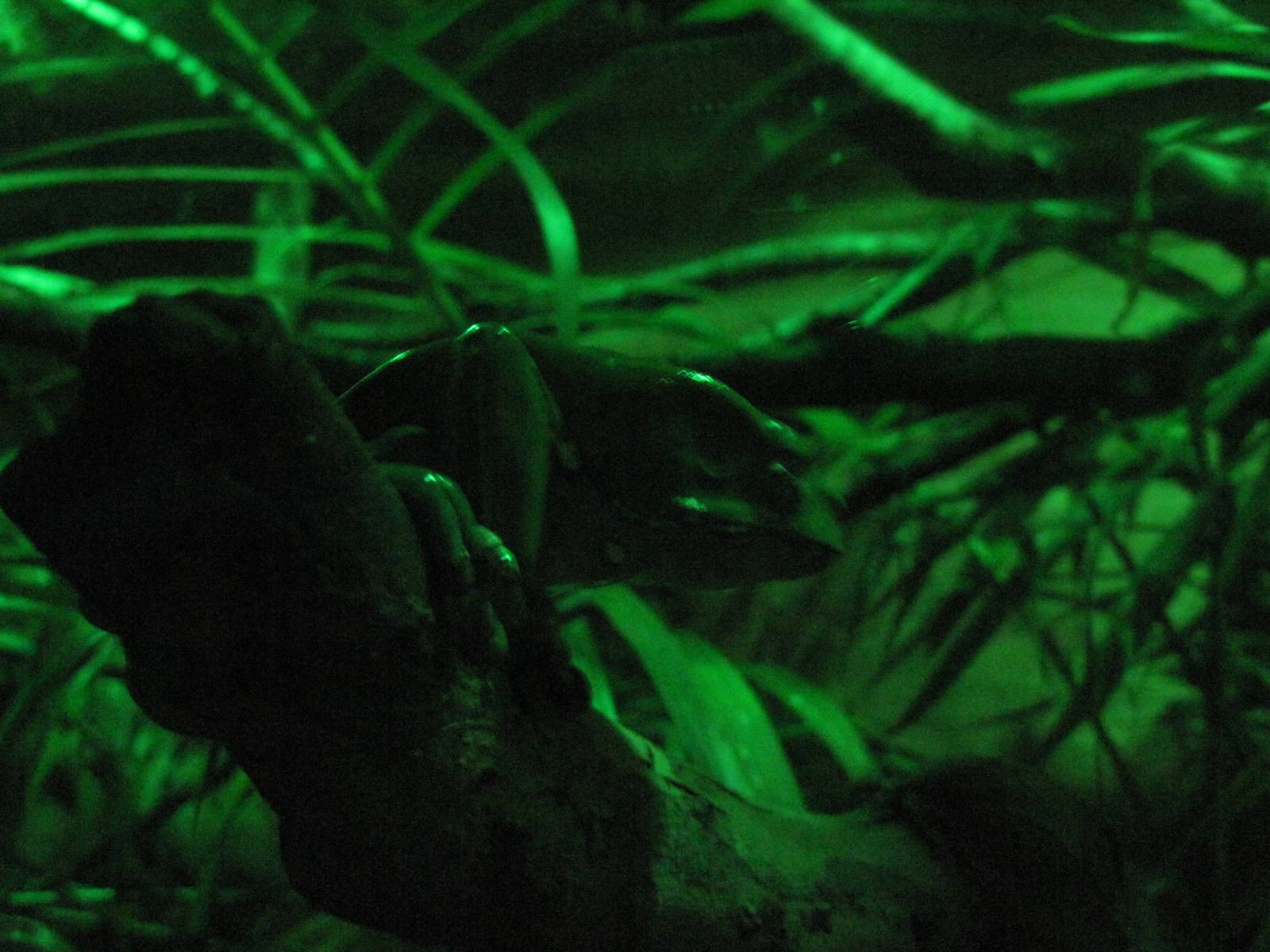 Kingdoms of the Night-Giant Monkey Leaf Frog