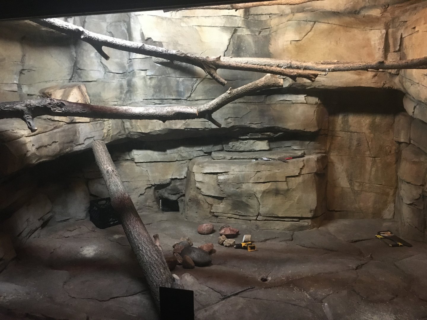 Kingdoms of the Night - Greater Bushbaby & Springhaas Exhibit - Lights On