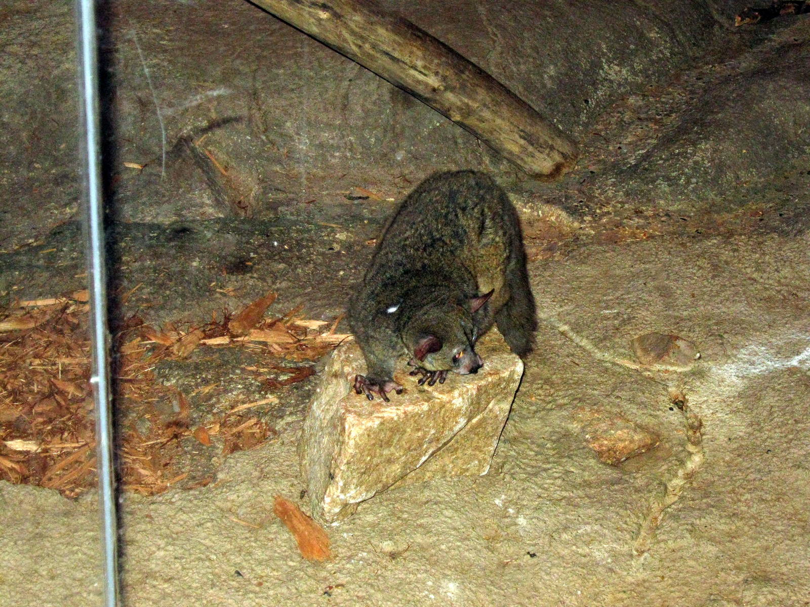 Kingdoms of the Night-Greater Galago