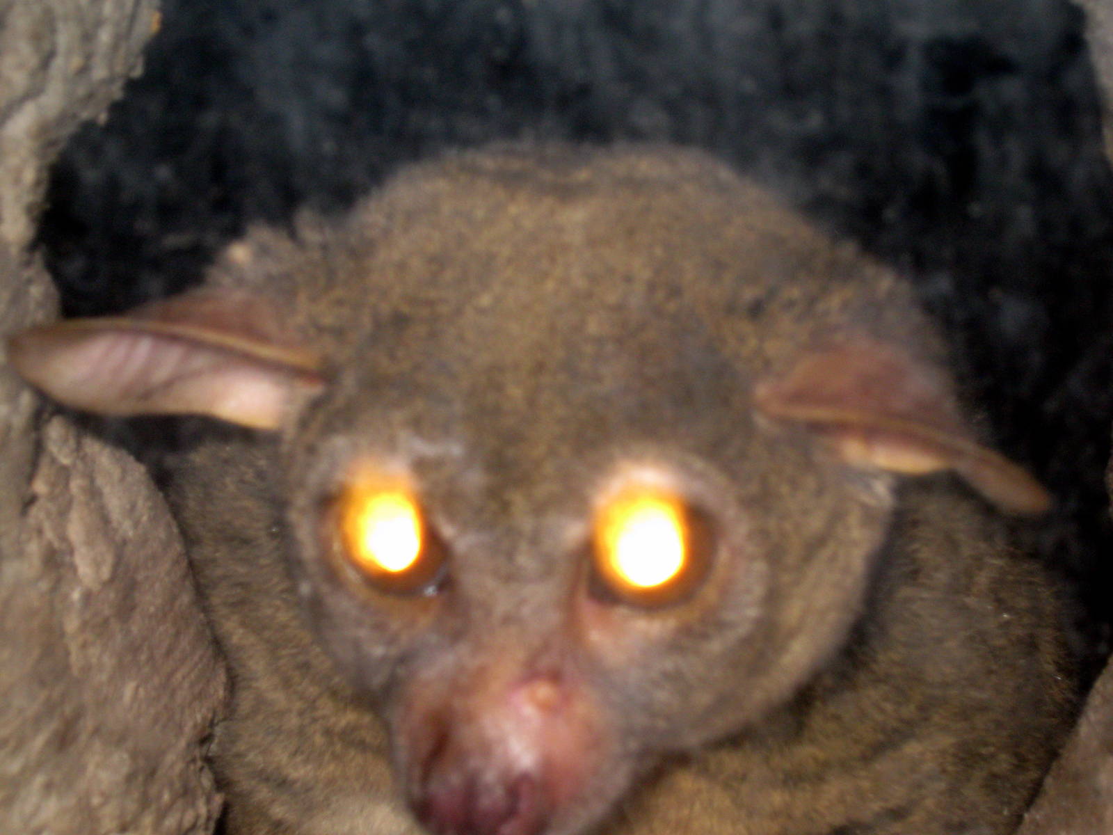 Kingdoms of the Night-Greater Galago