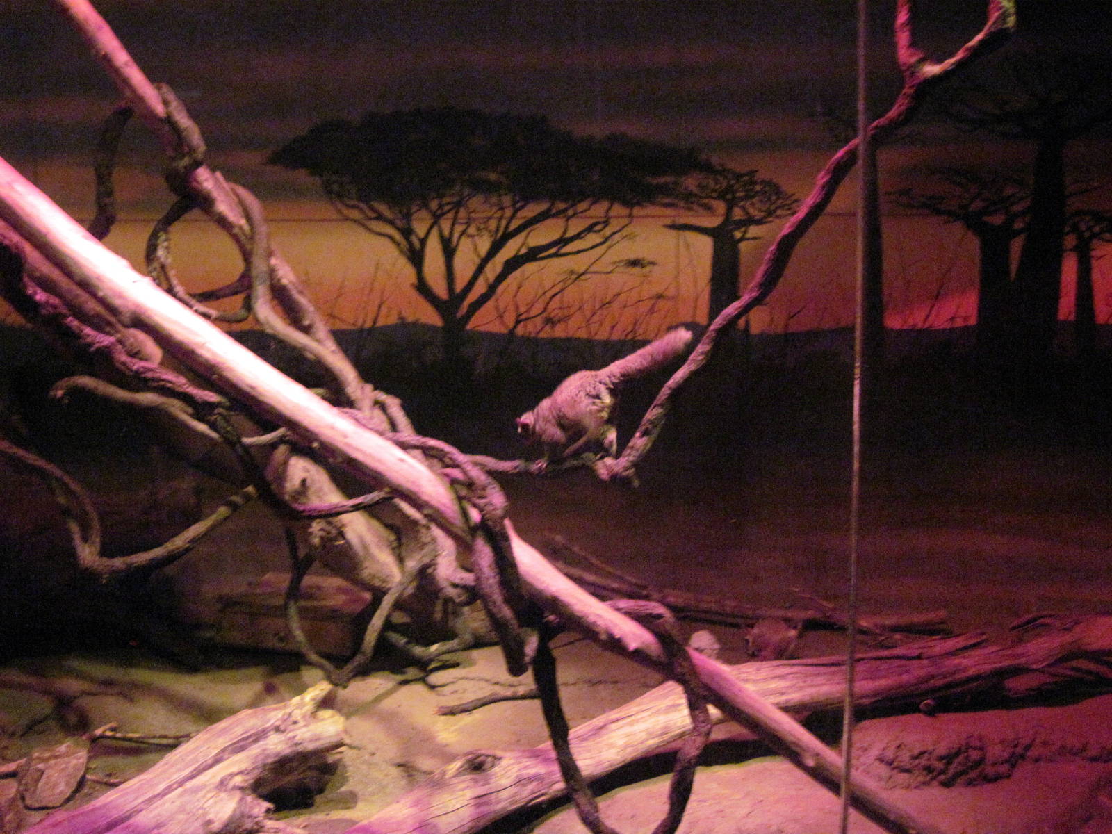 Kingdoms of the Night-Greater Galago