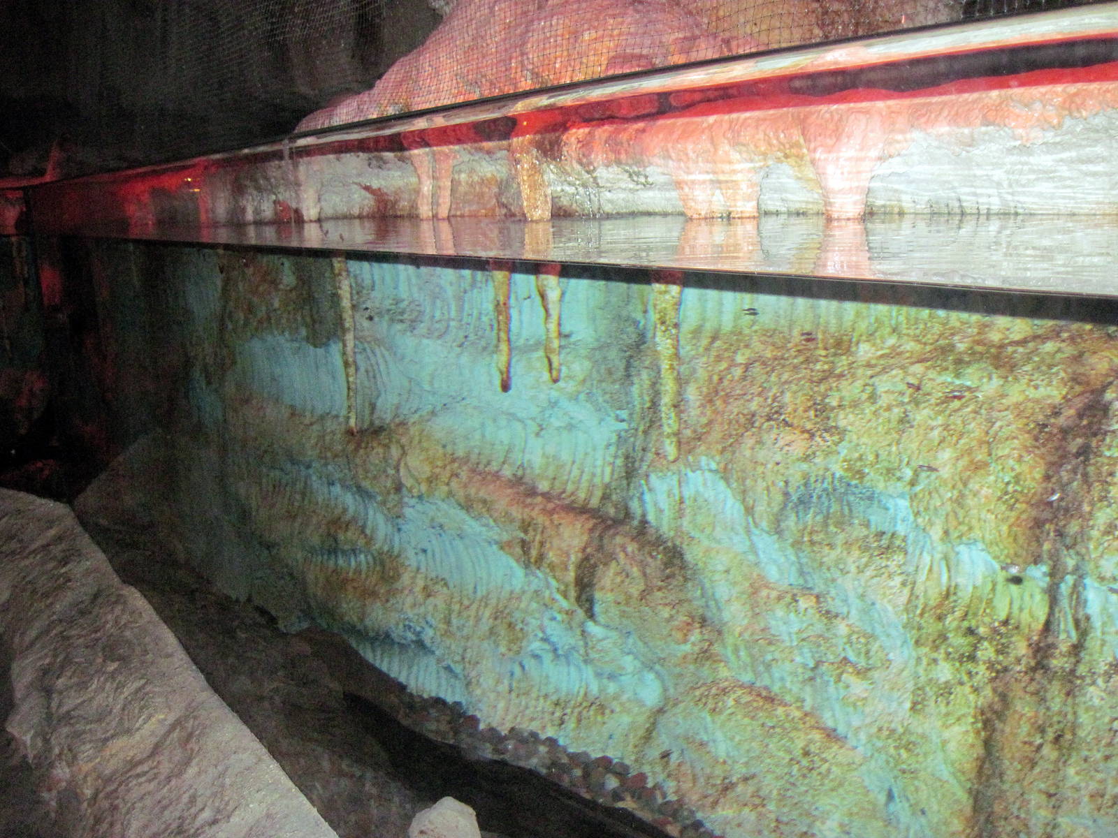 Kingdoms of the Night-Japanese Giant Salamander Exhibit