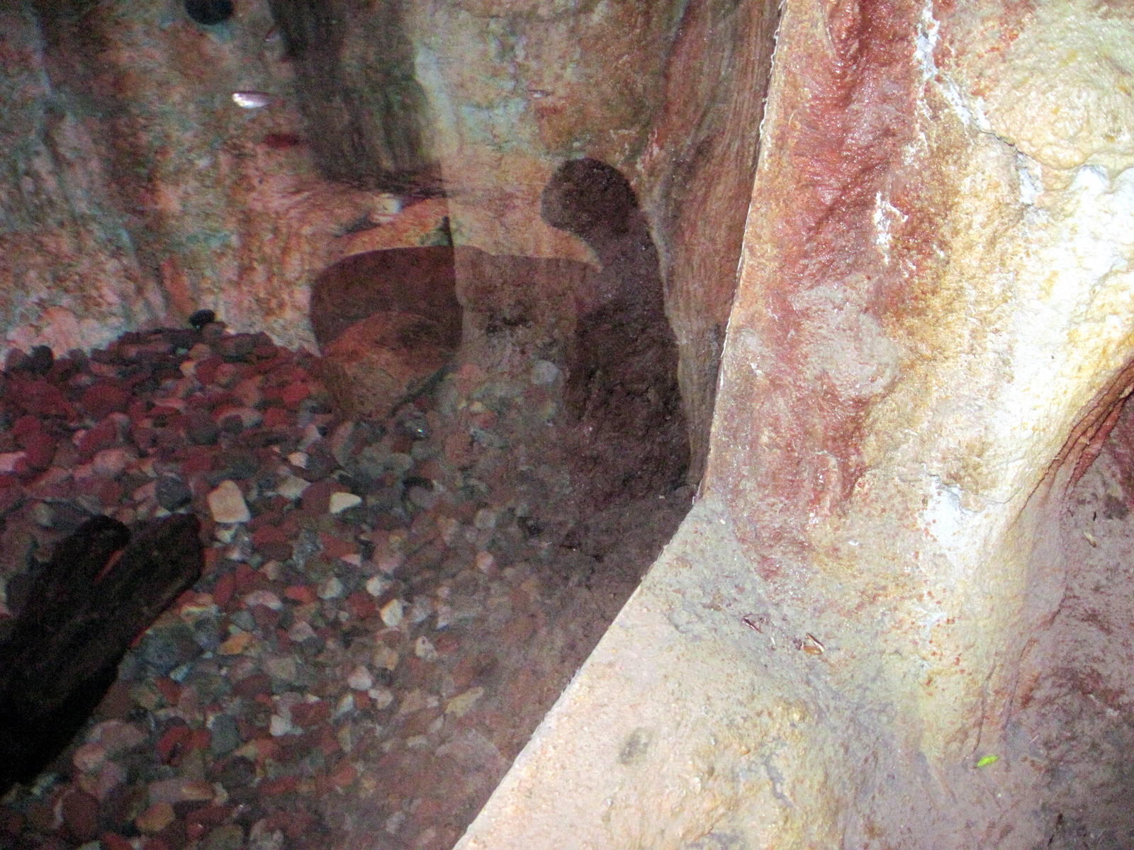 Kingdoms of the Night-Japanese Giant Salamander