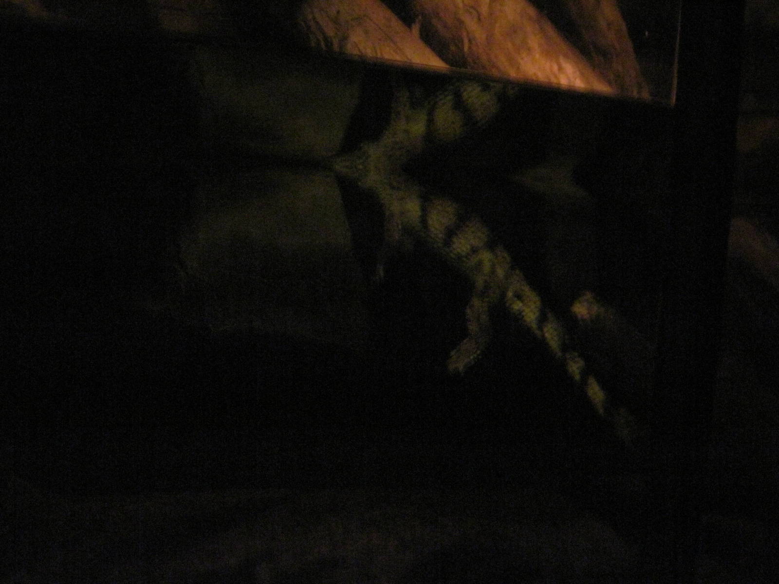 Kingdoms of the Night-Johnson's Crocodile