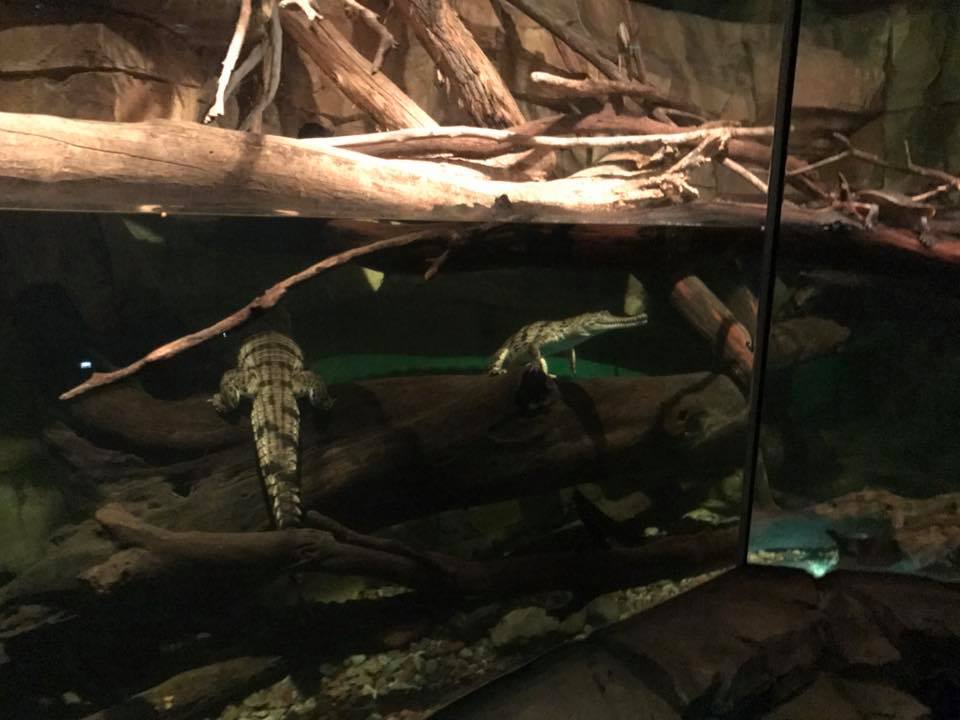 Kingdoms of the Night- Johnstone's Crocodile