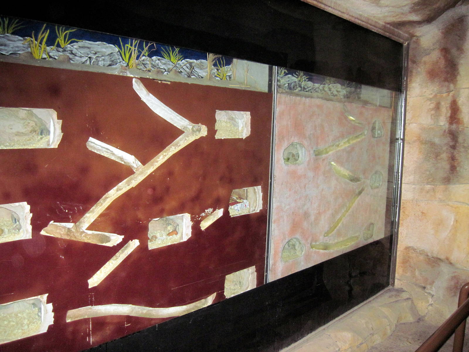 Kingdoms of the Night-Naked Mole Rat Exhibit