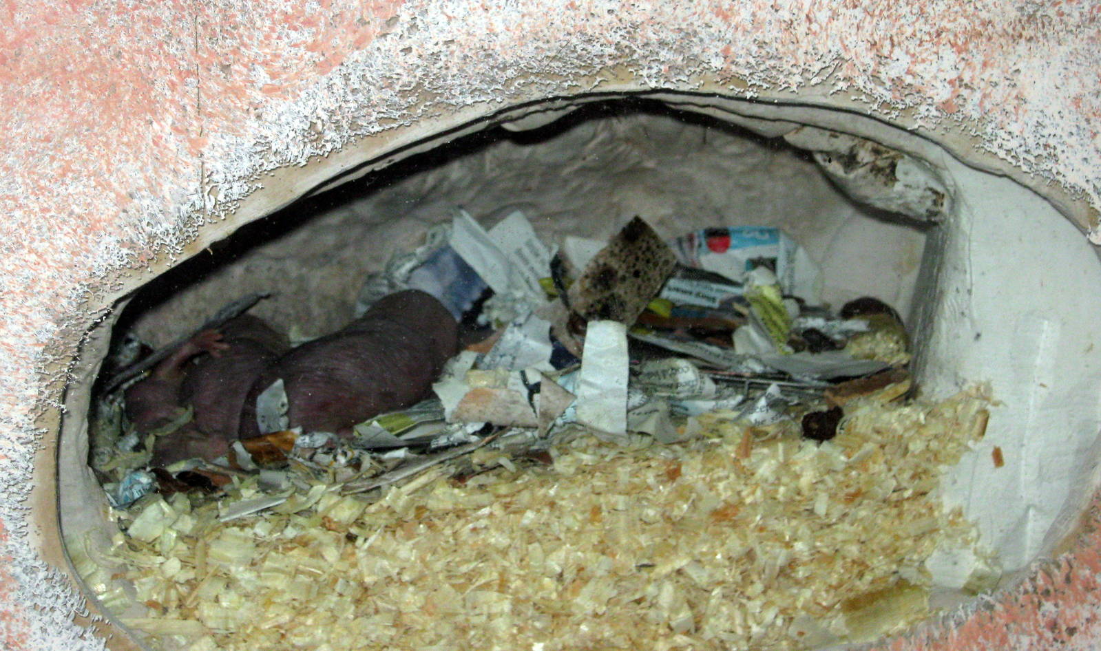 Kingdoms of the Night-Naked Mole Rats