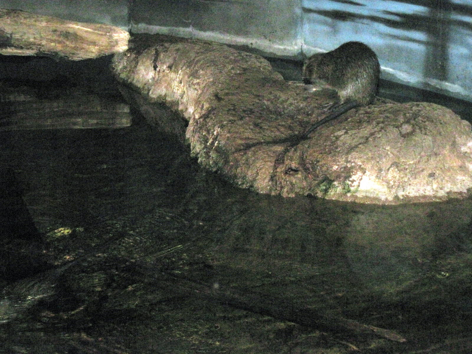 Kingdoms of the Night-Nutria