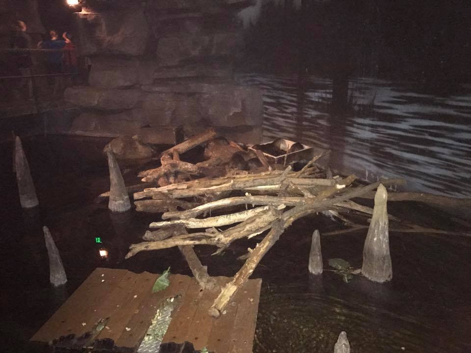 Kingdoms of the Night- Nutria