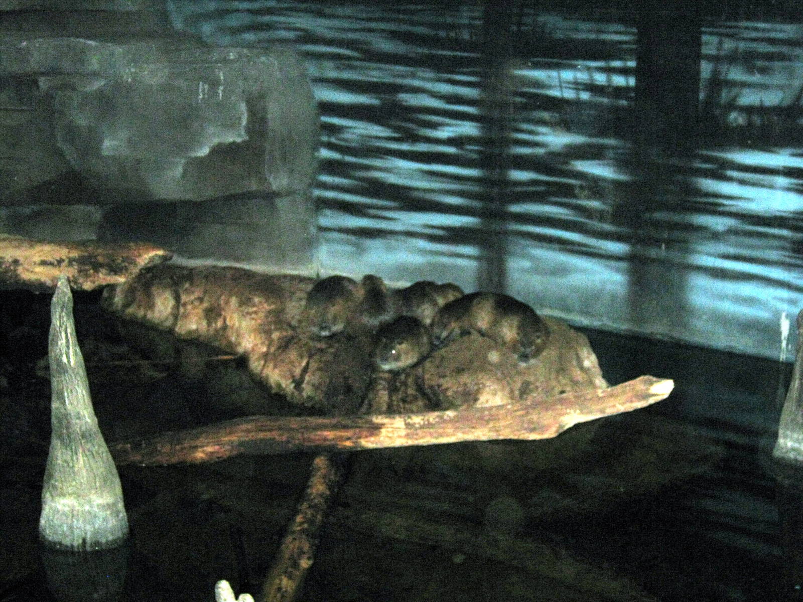 Kingdoms of the Night-Nutrias