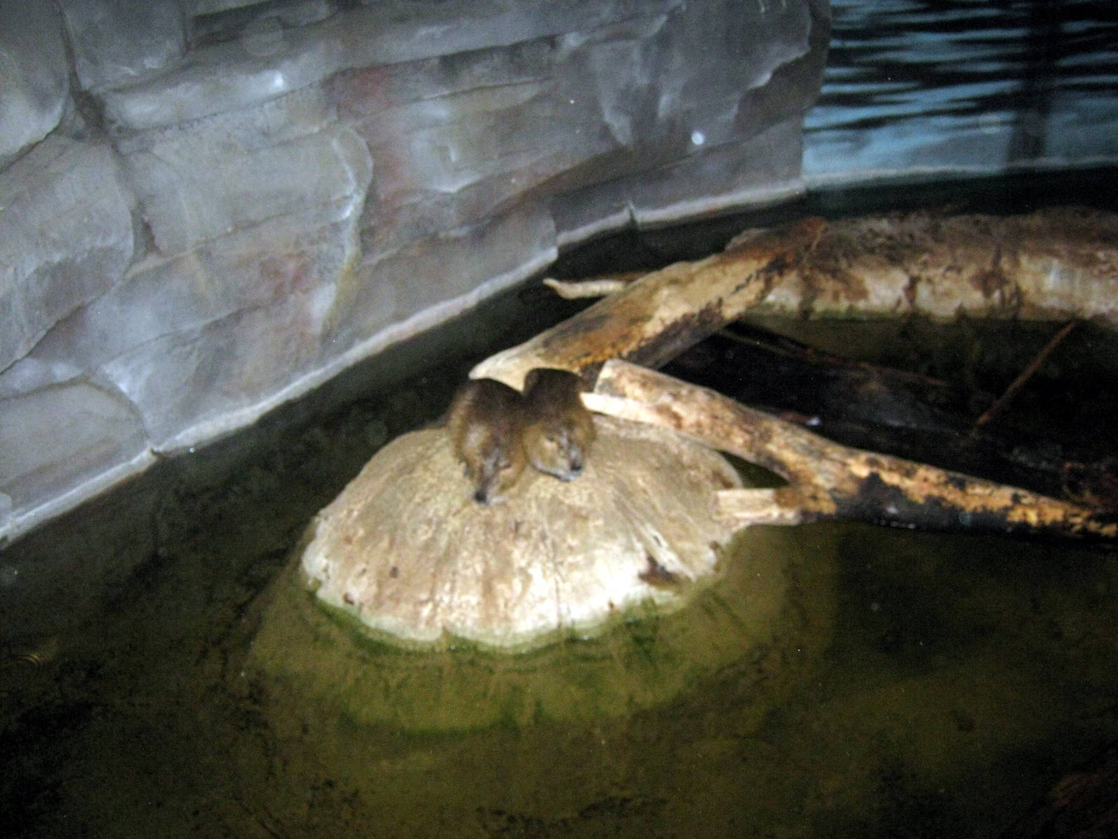 Kingdoms of the Night-Nutrias