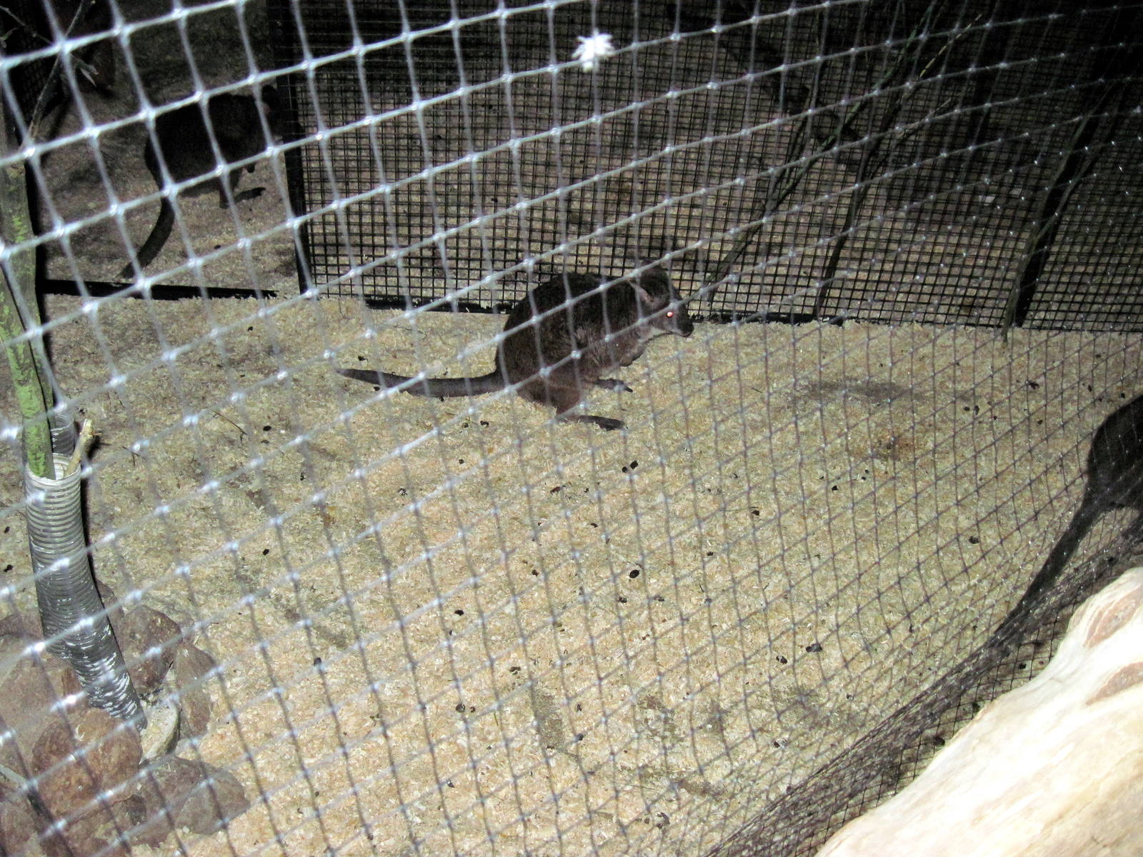 Kingdoms of the Night-Parma Wallaby