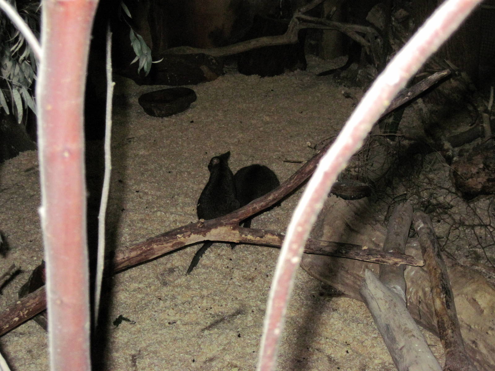 Kingdoms of the Night-Parma Wallaby