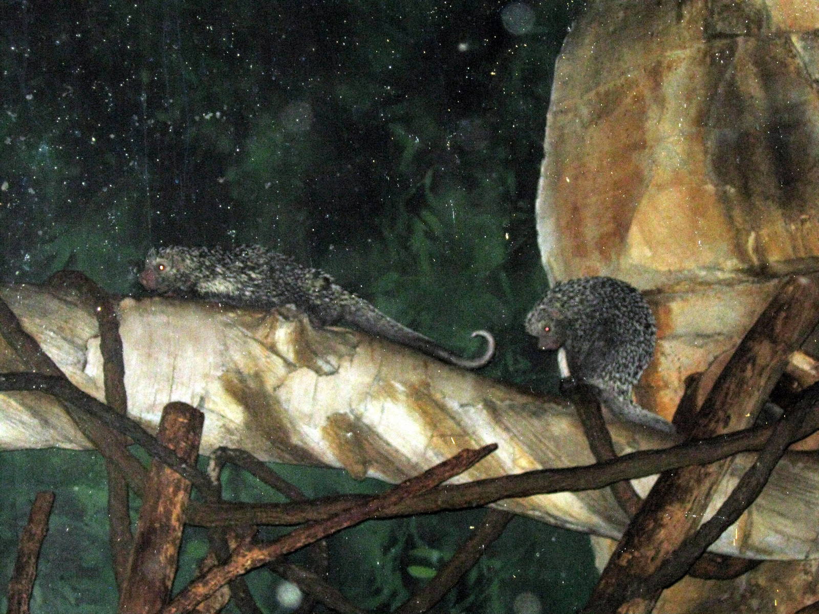 Kingdoms of the Night-Prehensile-tailed Porcupines