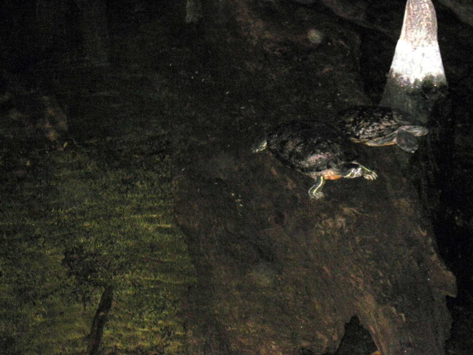 Kingdoms of the Night-Red Eared Sliders