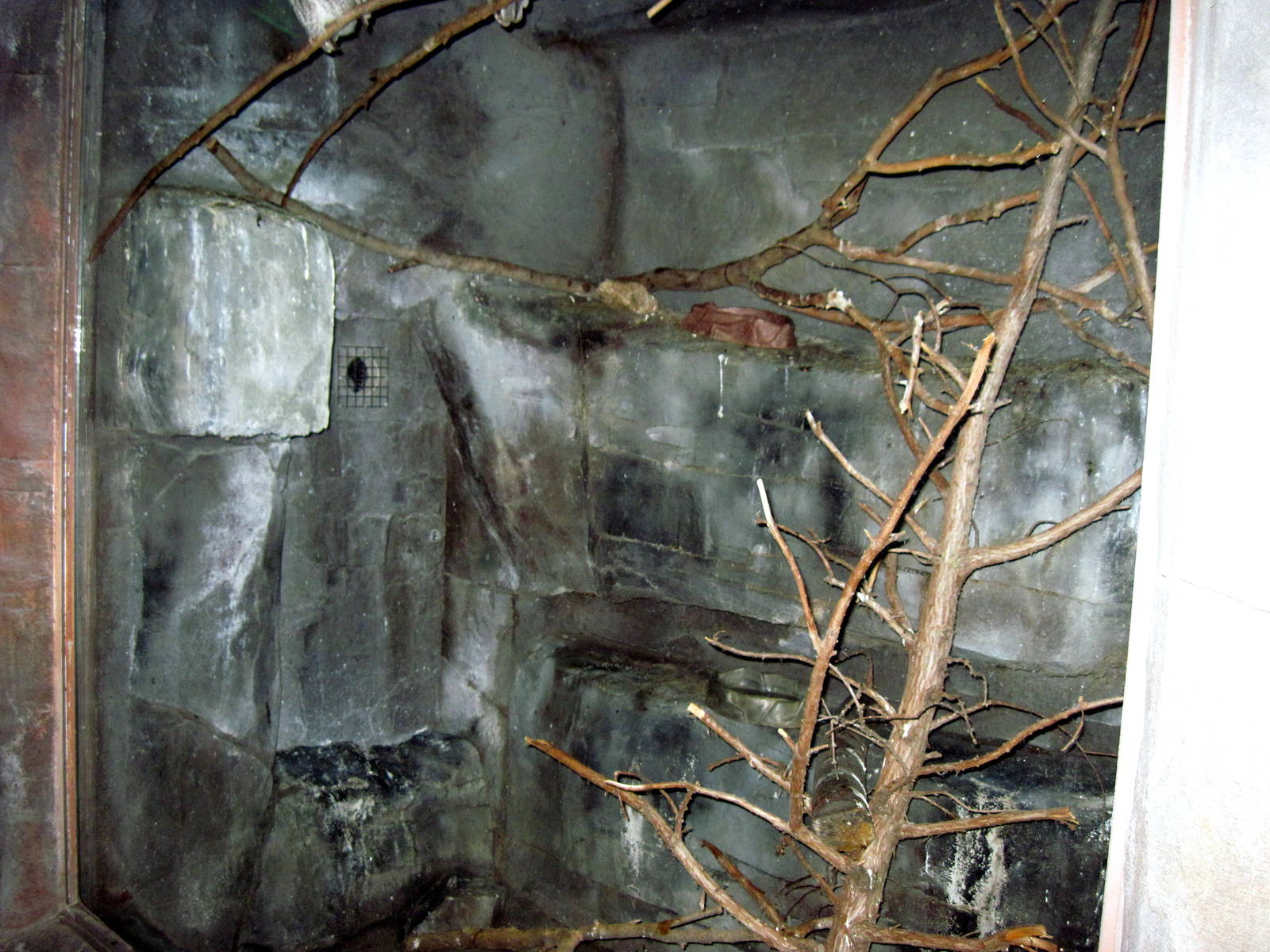 Kingdoms of the Night-Screech Owl Exhibit