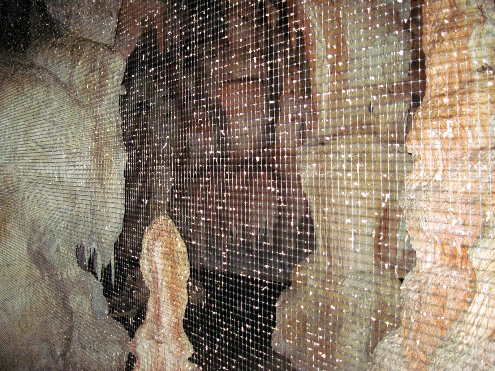 Kingdoms of the Night-Short-tailed Fruit Bat Exhibit