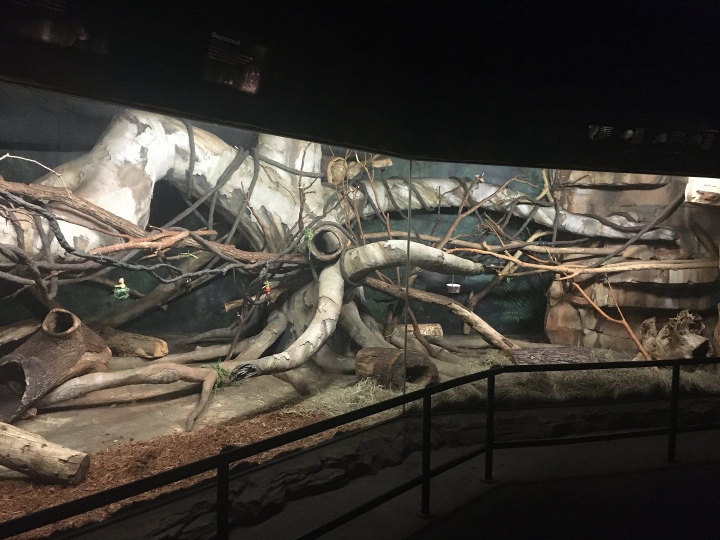 Kingdoms of the Night - South American Exhibit - Lights On