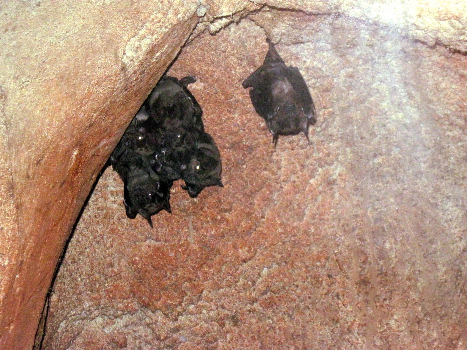 Kingdoms of the Night-Spear-nosed Bats