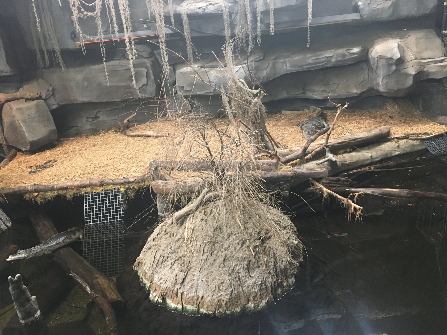 Kingdoms of the Night - Spectacled Caiman Exhibit - Lights On