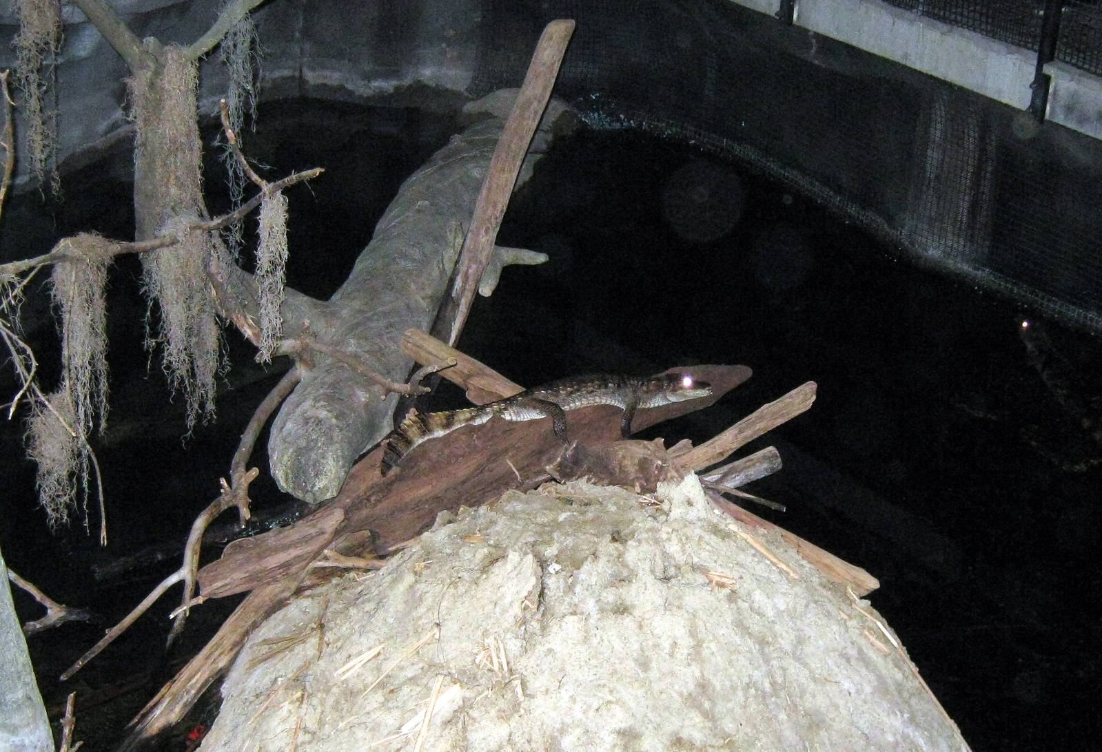 Kingdoms of the Night-Spectacled Caiman