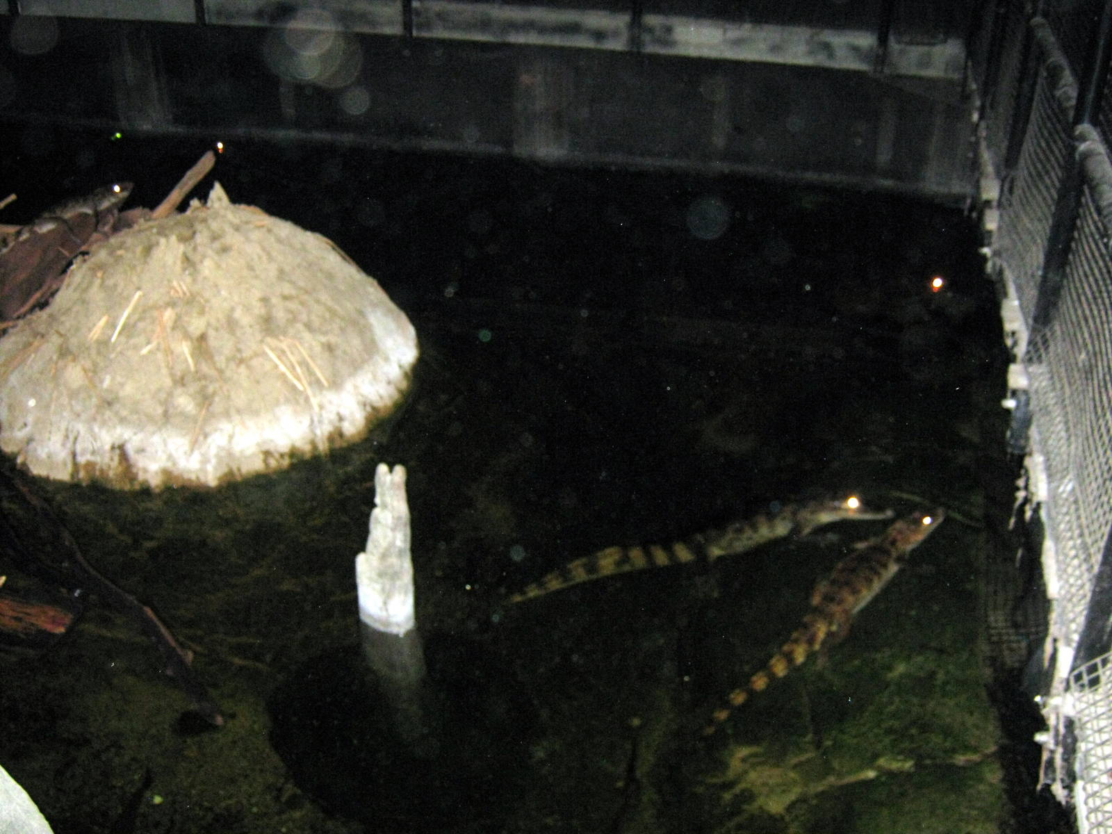 Kingdoms of the Night-Spectacled Caimans