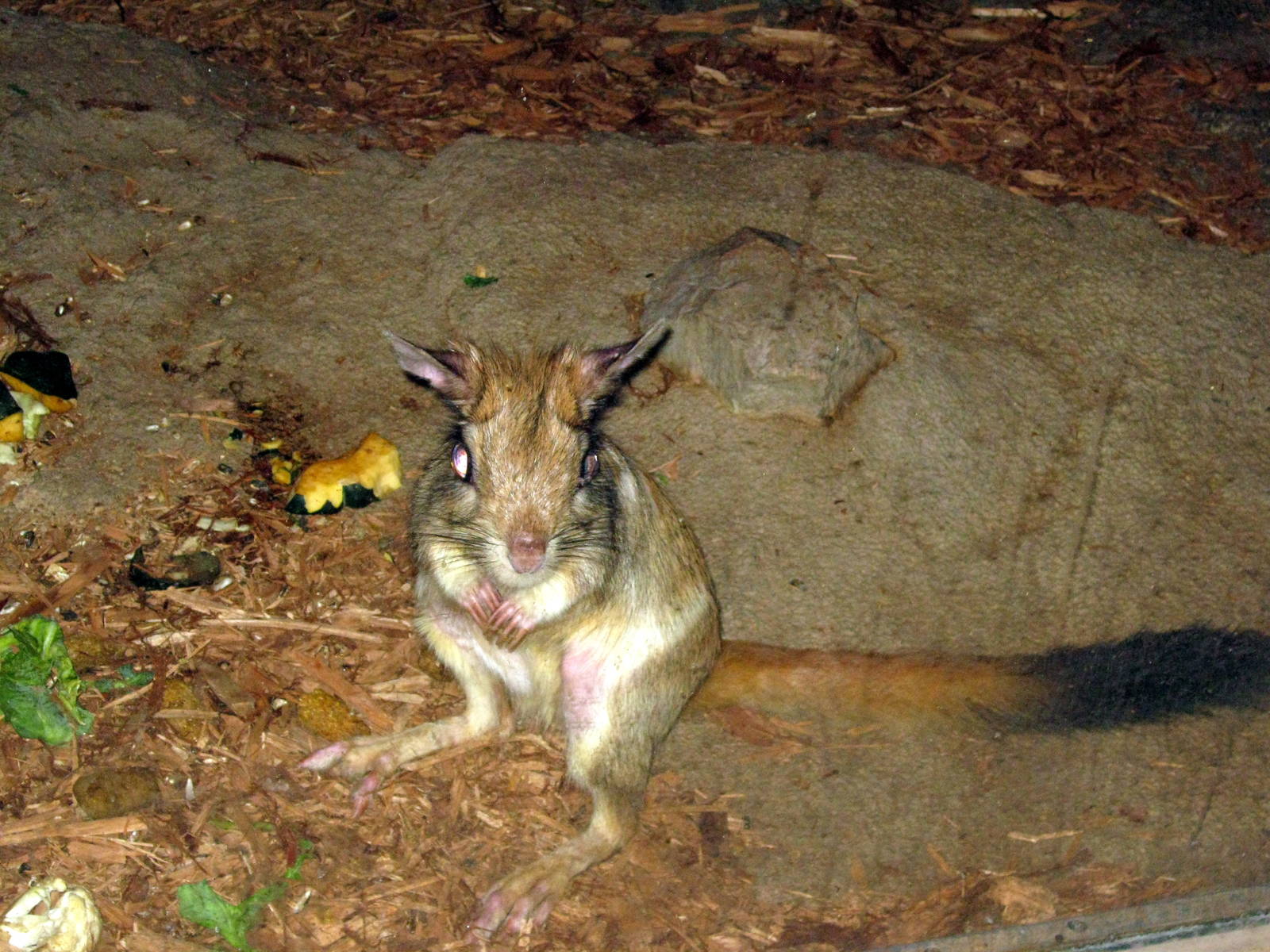 Kingdoms of the Night-Springhare