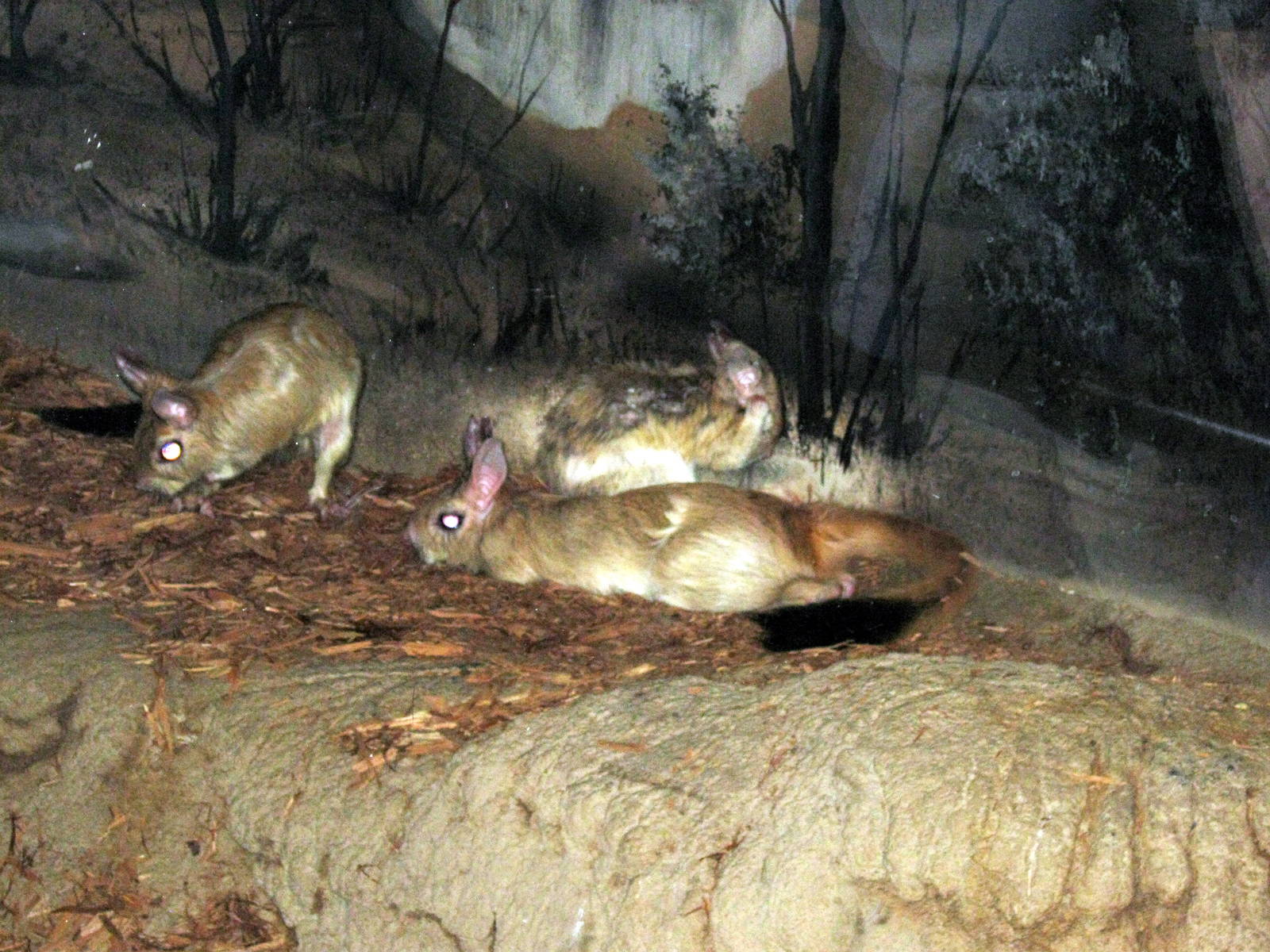 Kingdoms of the Night-Springhares