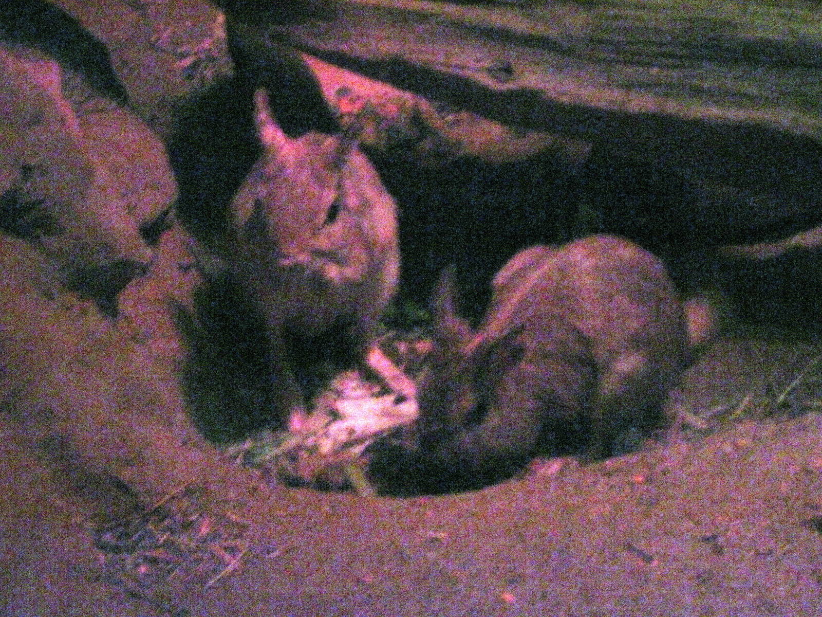 Kingdoms of the Night-Springhares