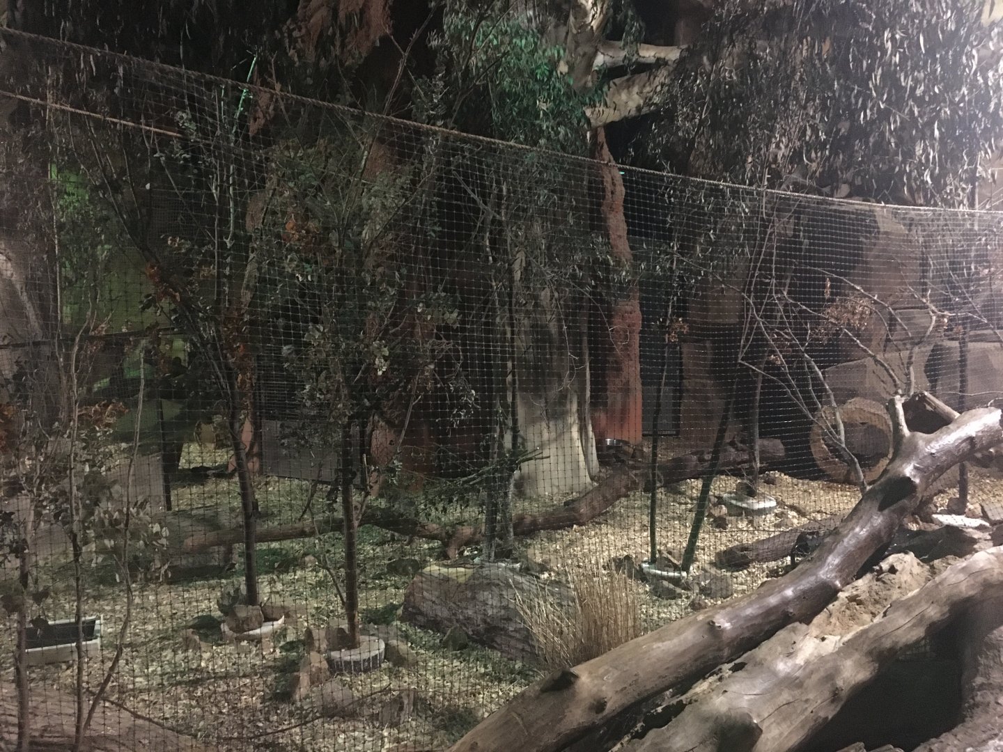 Kingdoms of the Night - Tammar Wallaby & Short Beaked Echidna Exhibit - Lights On