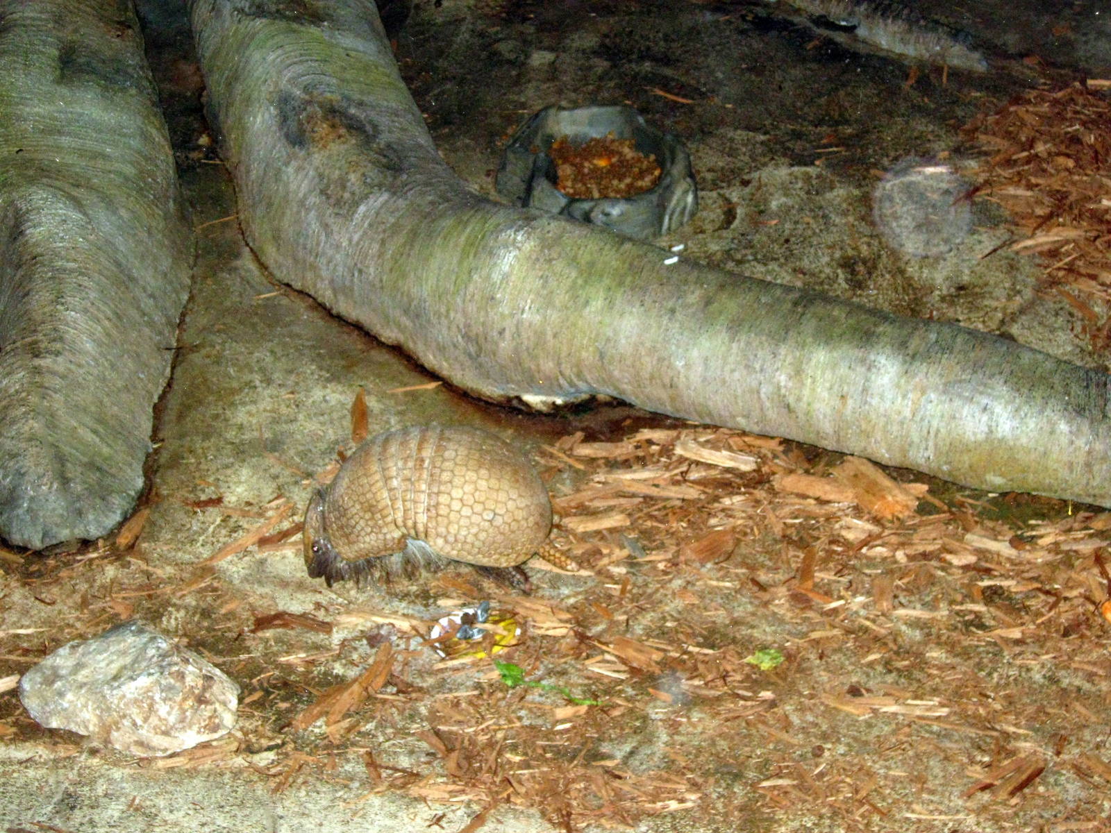 Kingdoms of the Night-Three-banded Armadillo