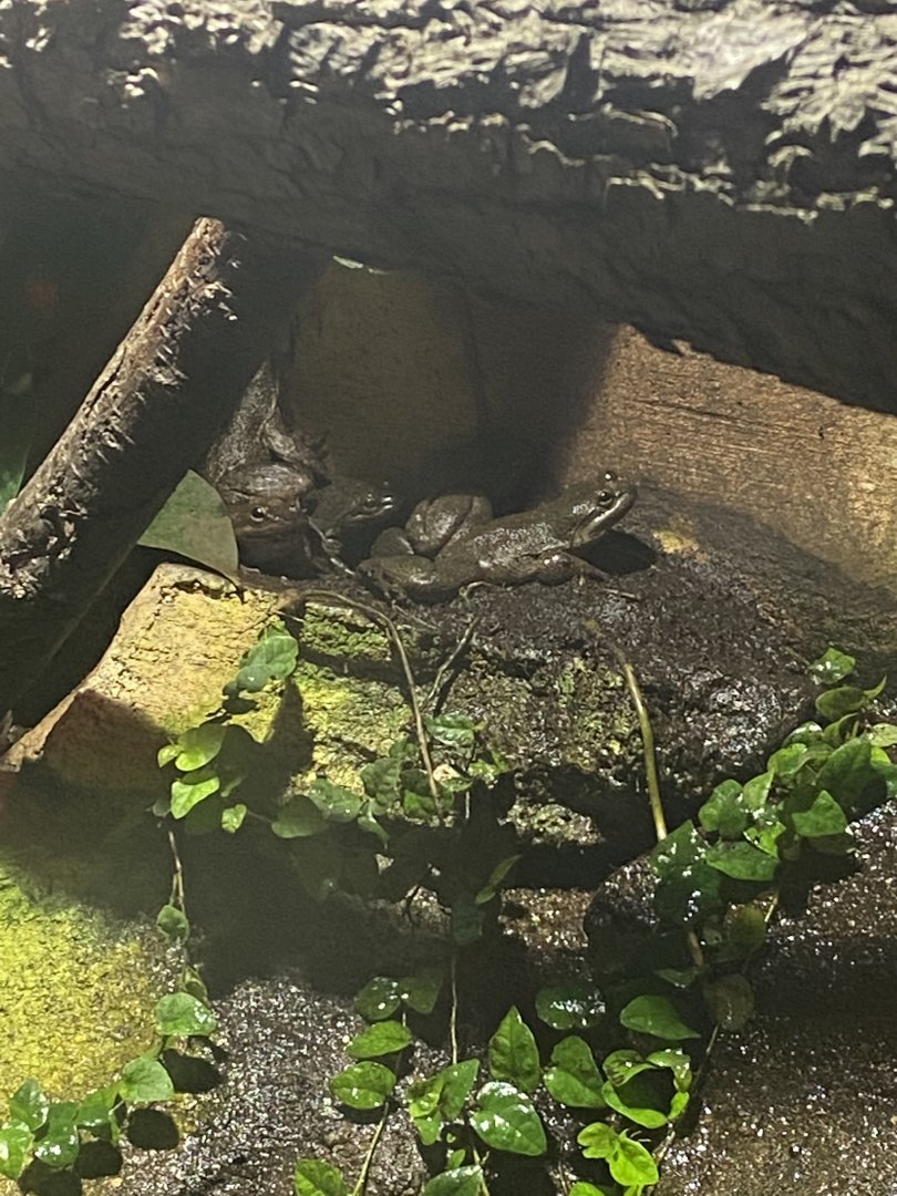 Kingdoms of the Night - Togo Slippery Frogs