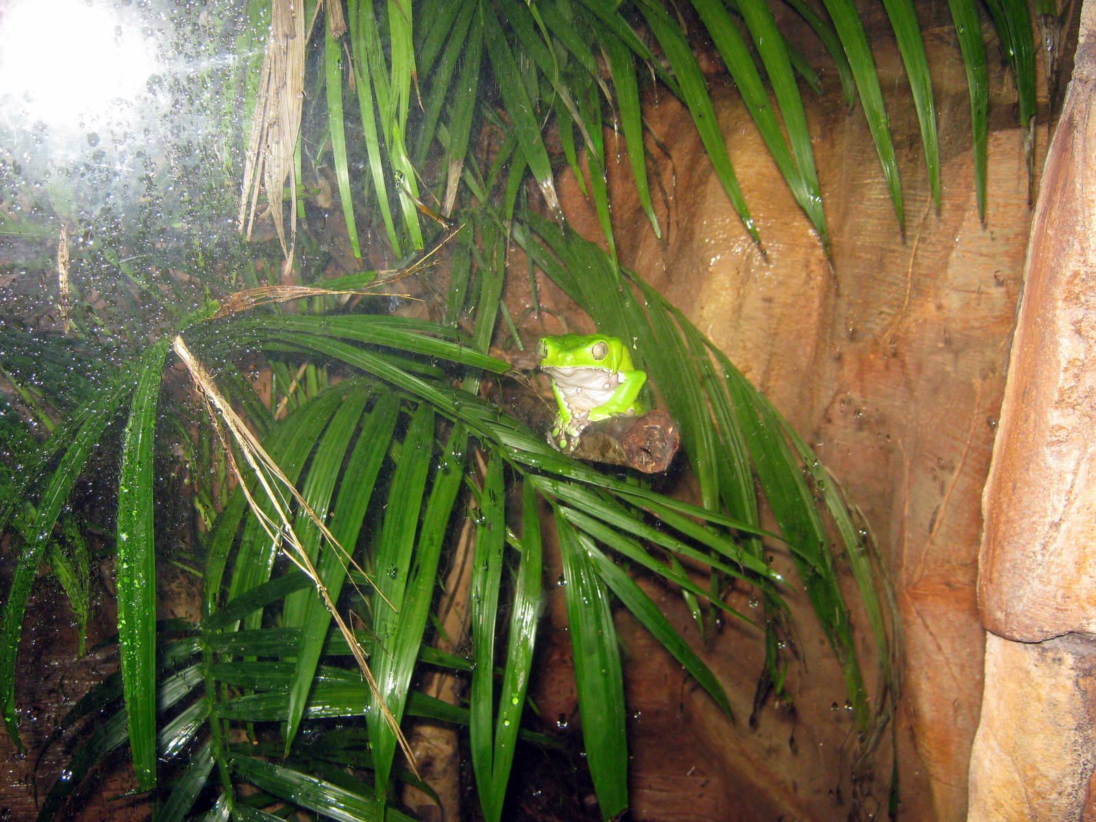 Kingdoms of the Night-Tree Frog