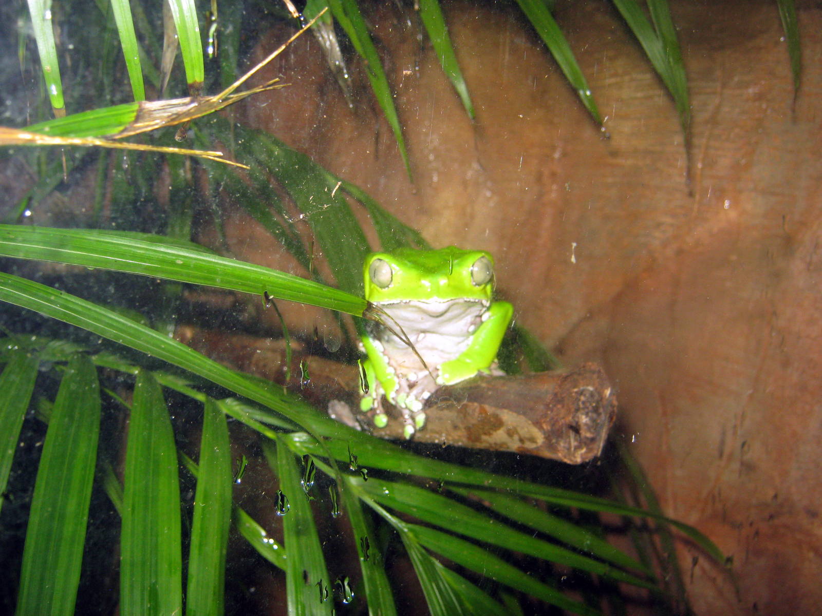 Kingdoms of the Night-Tree Frog